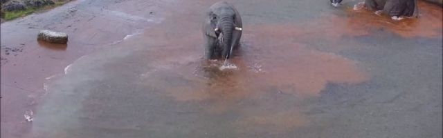 ВИДЕО: Слоны из Таллиннского зоопарка резвятся под проливным дождем