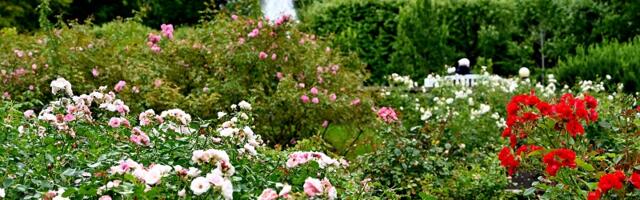 «Море роз» в парке Кадриорг отметило 20-летие