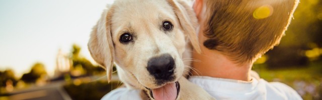 «Собачьи» урны в Нарве: почему в них не хватает пакетов?