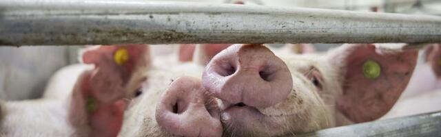 КАРТА | Смотрите, где государство планирует захоронения умерших и забитых из-за АЧС свиней