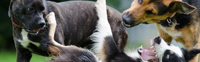 Нарвитянин: многим нарвским собачникам не хватает культуры