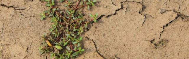 Из-за глобального потепления растут цены на продукты