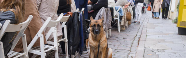 В Старом городе проходит фестиваль улицы Пикк