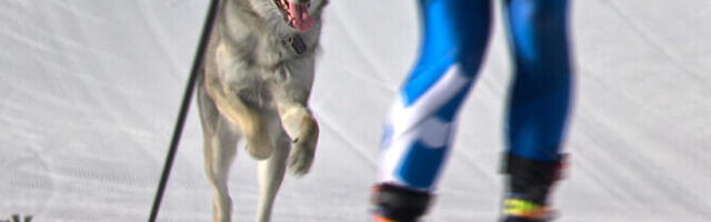 ВИДЕО: вместе с лыжницами финишную черту на Олимпиаде пересек и пес Назгул