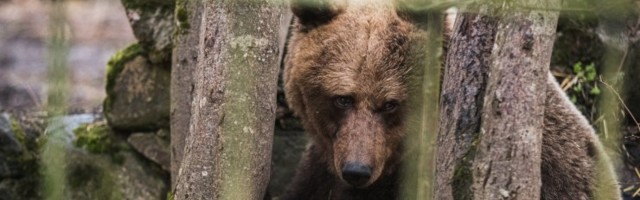 В китайском зоопарке медведи загрызли смотрителя на глазах у туристов
