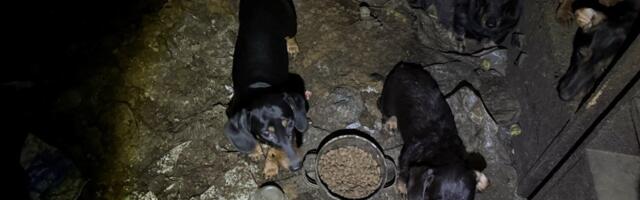 ФОТО | Власти изъяли у владельца 35 собак, содержавшихся в ужасных условиях 