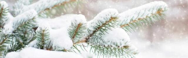 Перед Рождеством в Нарве ожидается плюсовая температура и мокрый снег