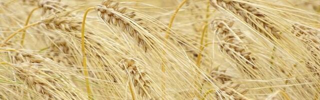 Скверная пляжная погода оказалась благоприятной для некоторых растений