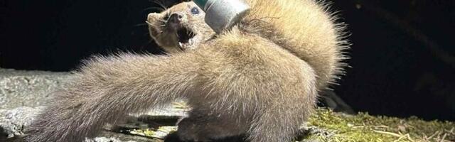 В поселке Тойла в трубу упала куница