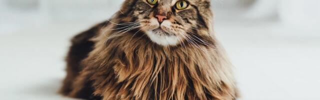 Около 150 породистых кошек: в T1 можно будет увидеть мейн-кунов, ликоев и рэгдоллов