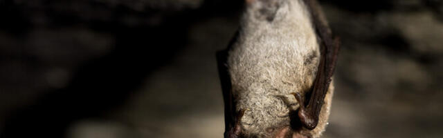 Жители Эстонии обнаружили в домашних погребах около 280 летучих мышей