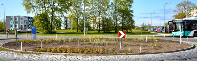 В Ласнамяэ скоро будут готовы два новых проекта по озеленению
