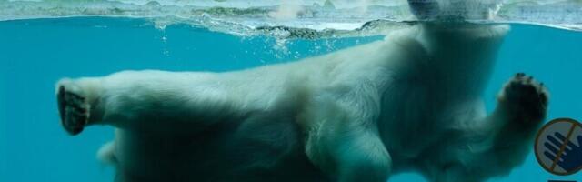 В Таллиннском зоопарке отметили День белого медведя и напомнили о последствиях таяния льдов