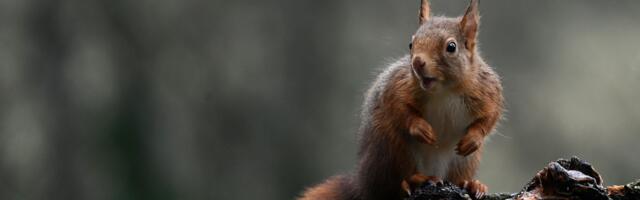 Белки уходят из городской среды — в Тарту начали исследование