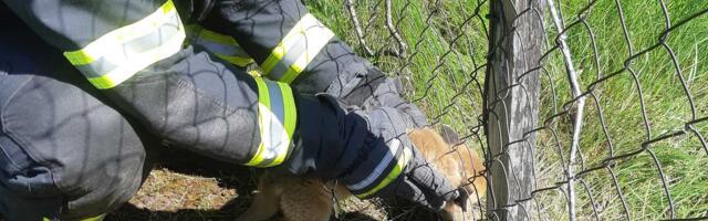 Спасатели помогли лисёнку в Ийзаку и потушили пожар в Кохтла-Ярве