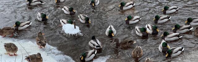 В Литве из-за рекордных холодов гибнут птицы. Эстонским пернатым это тоже грозит?