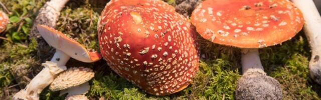 Жители Нарвы настойчиво пытались провезти из России в Эстонию мешки с мухоморами