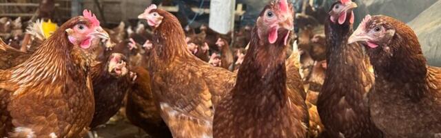 Очаг птичьего гриппа на хуторе Нууди: около 40 птиц погибли, остальные подлежат уничтожению