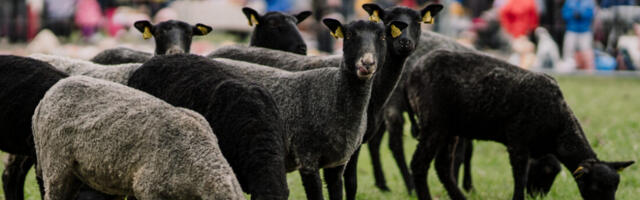 За зеленой зоной в Тарту будут следить овцы