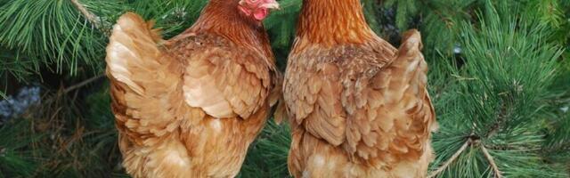 В Харьюмаа поймали зараженную птичьим гриппом лисицу