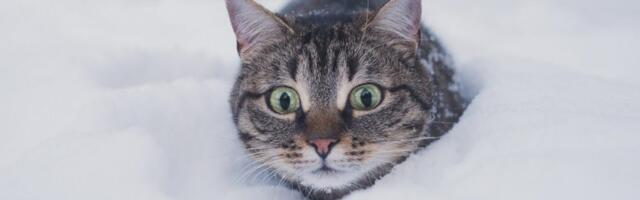 Через неделю в Латвии возможны более суровые морозы