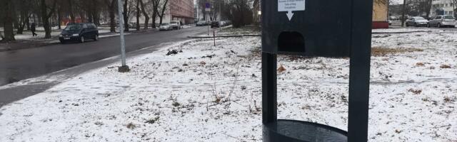 С приходом весны  из-под снега  в Нарве появляются не только первоцветы