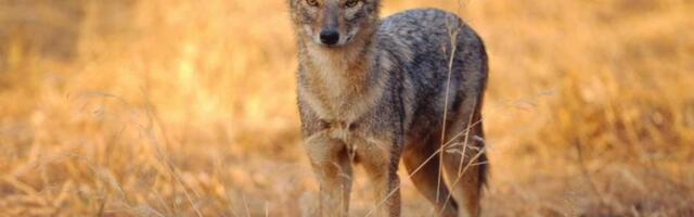 Золотого шакала застрелят по разрешению