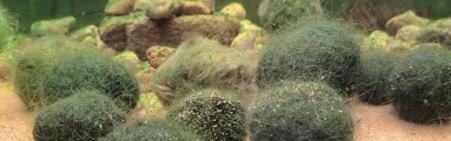 Пляж Кукулинна усеян шаровидными кладофорами