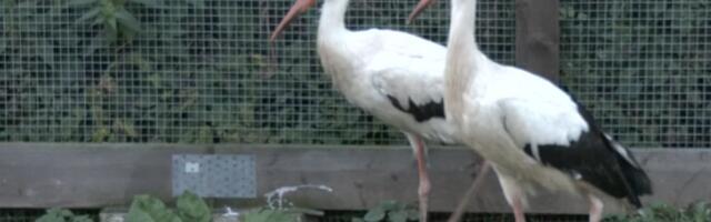 Супружеская пара за пять лет выходила более 80 травмированных аистов