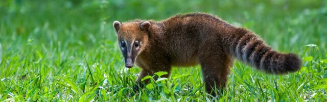 Сбежавшая экзотическая коати Кати нашлась: она охотилась на мышей