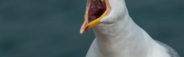 Пенсионерка возмущена: чайки жить не дают!