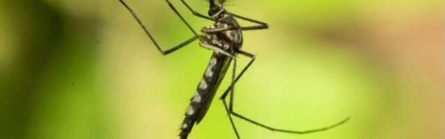 В Исландии впервые обнаружены комары. Этот год был для страны рекордно теплым