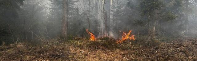 ФОТО: спасатели смогли локализовать два ландшафтных пожара в Ида-Вирумаа