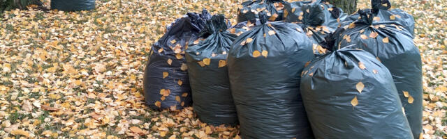 Опавшая листва: красота и польза