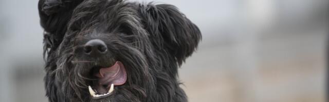 Мужчина приговорен к четырем месяцам тюрьмы за убийство собаки палкой