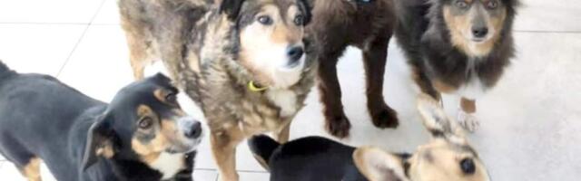 Rastinėnų Rastinukai: возможно, вы тот, кого ждут