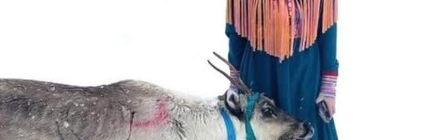 Олень умер от звука истребителя F-35