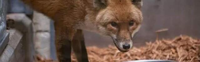 Атлантический вояж британского лиса. Его нашли на грузовом судне, приплывшем в Нью-Йорк из Британии