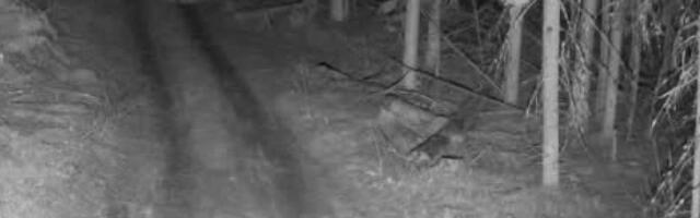 На границе Литвы с Беларусью пограничники развернули 29 мигрантов — самое большое число с ноября