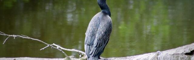 Бакланы вновь вернулись в Эстонию, рыбаки бьют тревогу