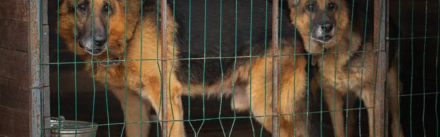 Нарвские полицейские передали в приют брошенных овчарок