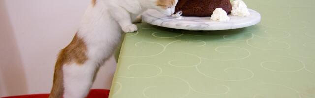 Кошка включила плиту и чуть не устроила в квартире пожар 