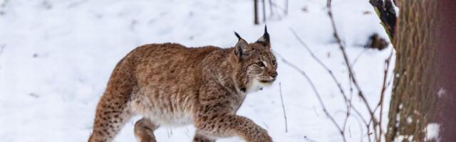 ВИДЕО | Рысь проявила очень необычное поведение