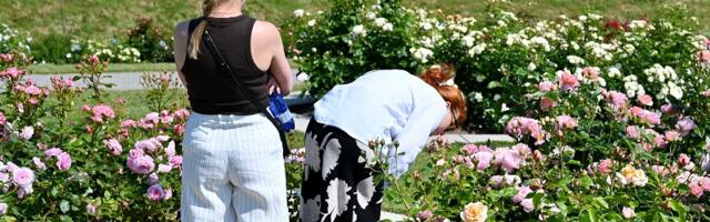 Ваши розы пахнут ландышем: в Таллиннском ботаническом саду «заблагоухал» обновлённый розарий