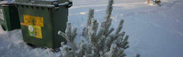 Собранные в Нарве от горожан елки пойдут на повторное использование