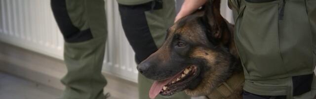 В центре при Академии внутренней безопасности наградили лучших служебных собак и их хозяев