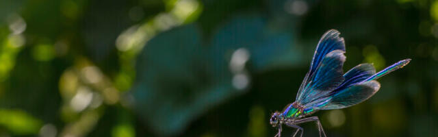 В Лихула стартовал Матсалуский фестиваль фильмов о природе