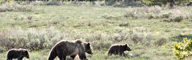 Жители Кохтла-Ярве все чаще встречают медведей в пригороде и даже на кладбище