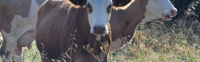 PTA предупреждает о вспышке ящура на Кипре и рисках заноса болезни в Эстонию