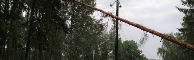 Спасатели о шторме: в Ида-Вирумаа несколько деревьев упали на автомобили